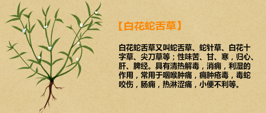 普济中医李久泉主任：抗肿瘤中药半枝莲＋白花蛇舌草，清热解毒、散结祛邪！